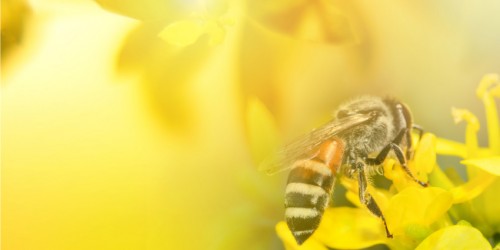 First Aid For Insect Bites And Stings: Tips And Other Helpful Info